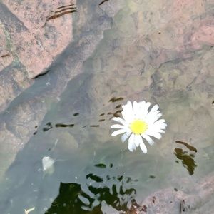 Meet your Posher, Bella